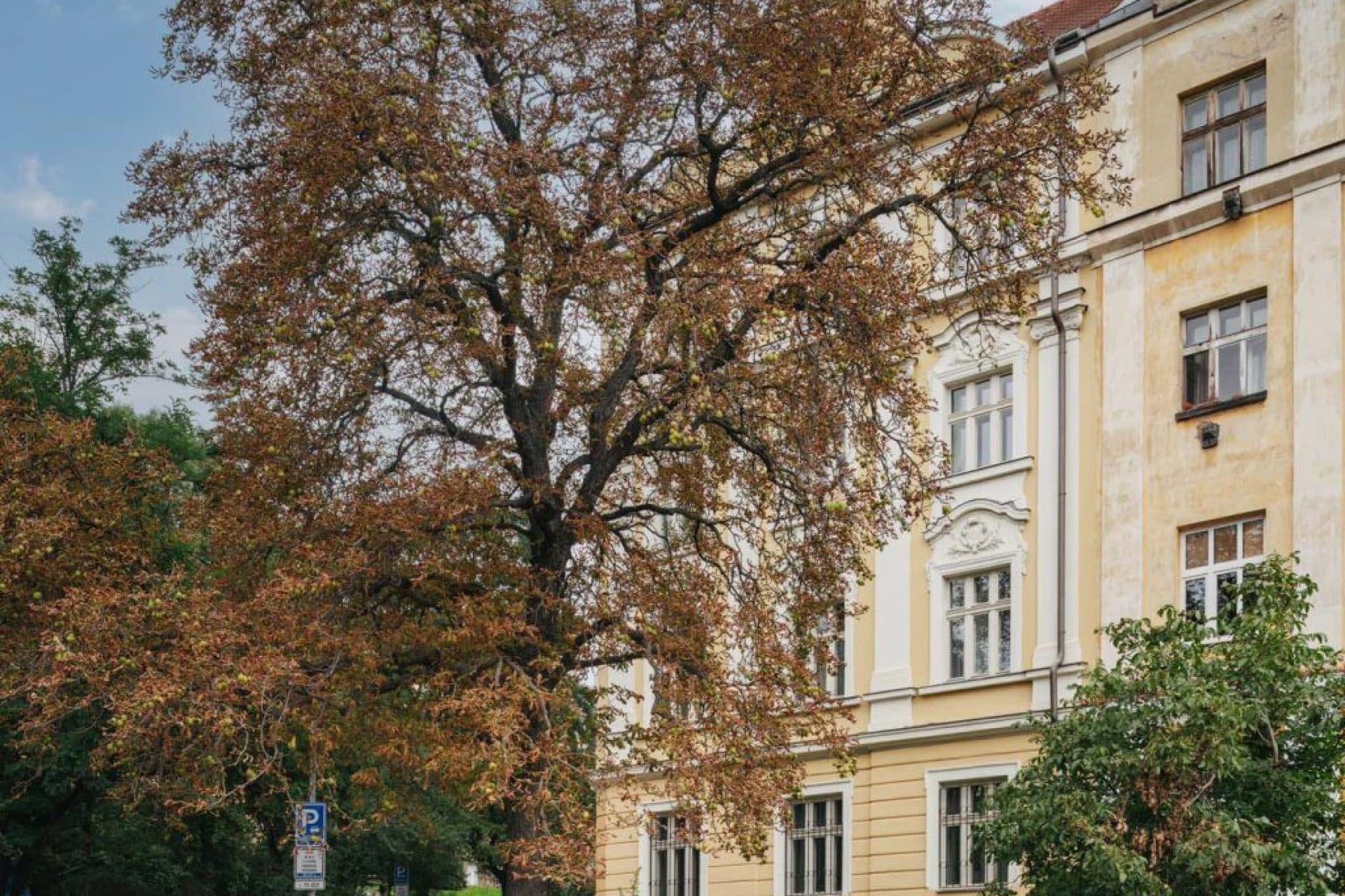 Rezidence Pod Karlovem - foto 4